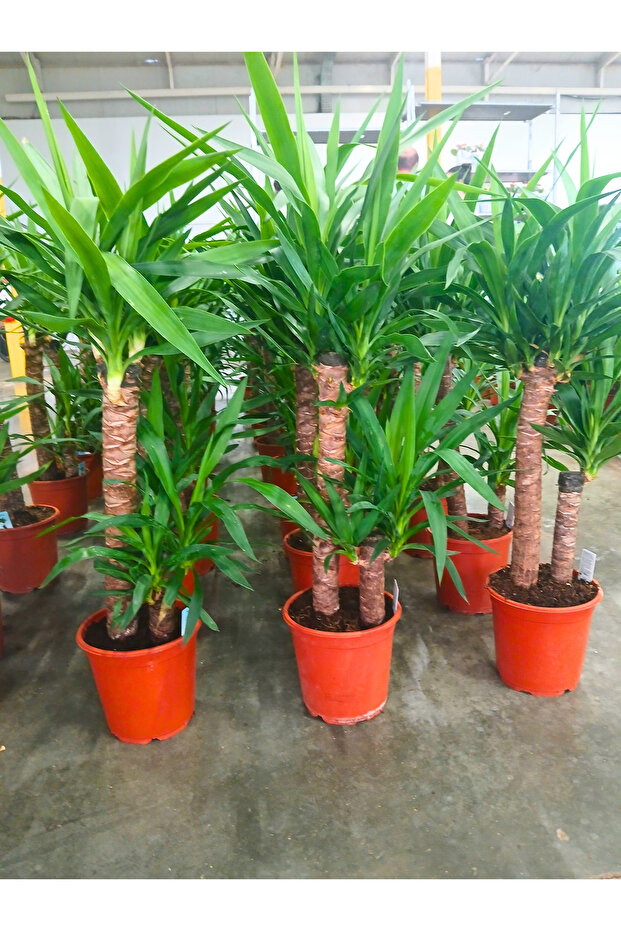 -2li Yucca salon bitkisi 100cm - 2