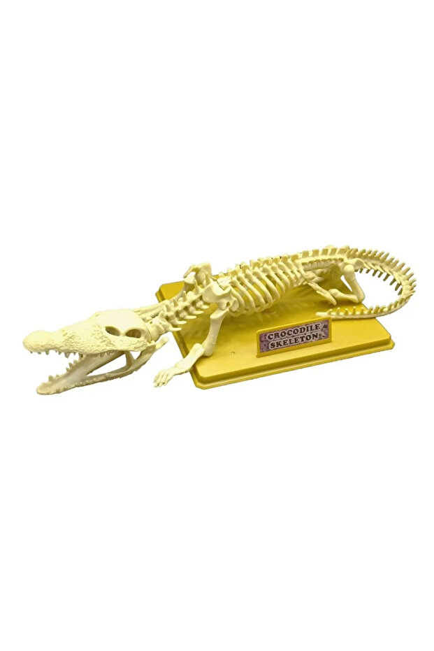 Crocodile Skeleton Science Set