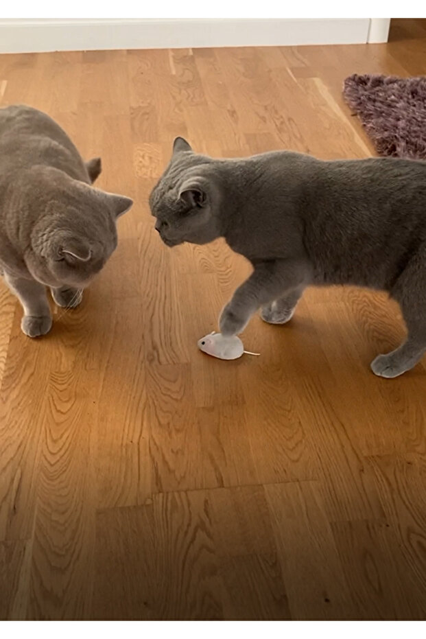 interactive toy, Mouse with remote control, gray, 15 cm - 5