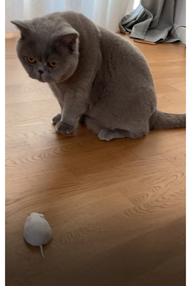 interactive toy, Mouse with remote control, gray, 15 cm - 8