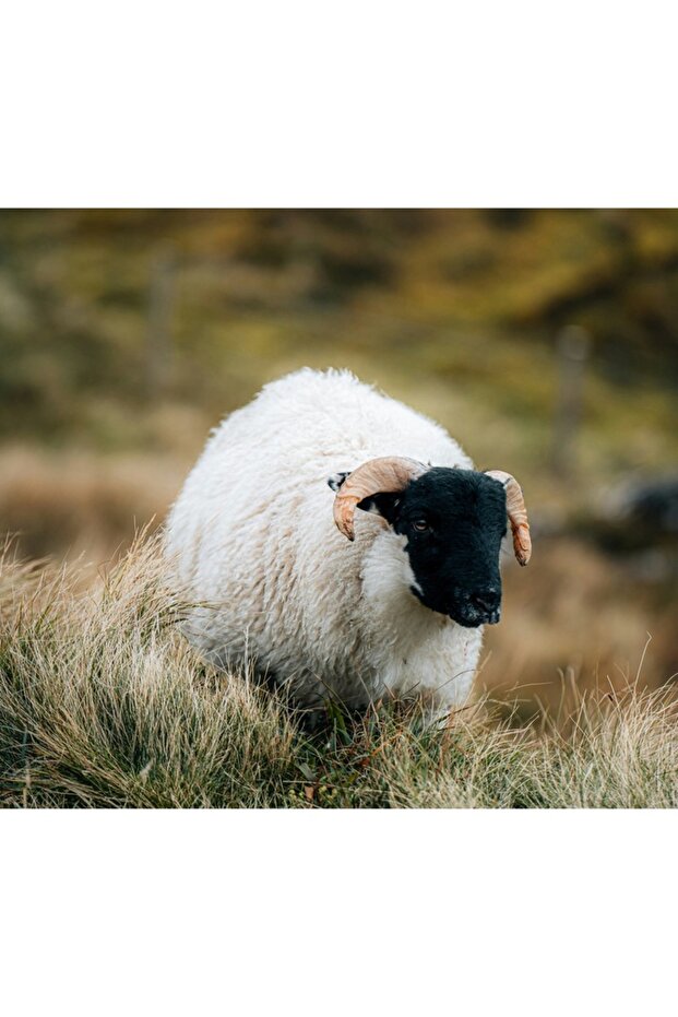 Table Canvas, "Oaia singuratica per verde" - 3