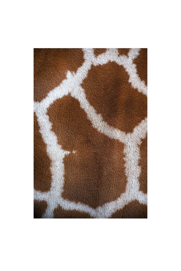 Tablou Canvas, Model Giraffe - 4