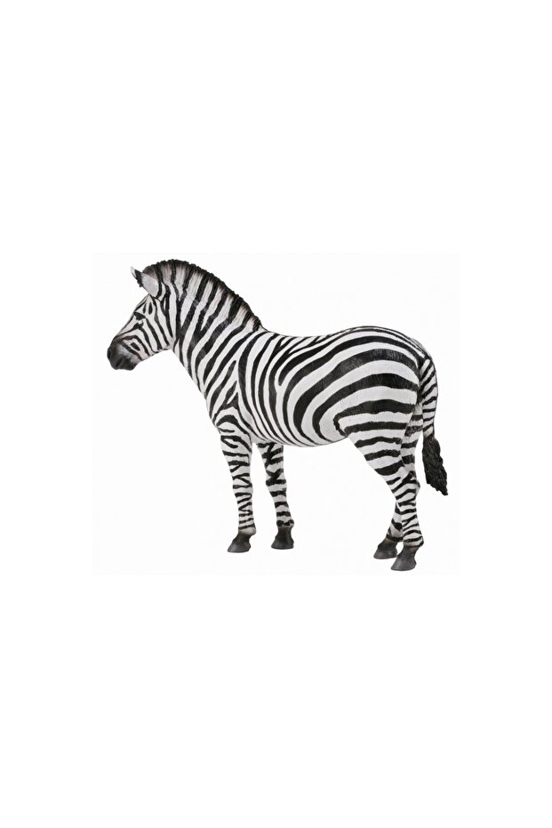 Zebra - - 1