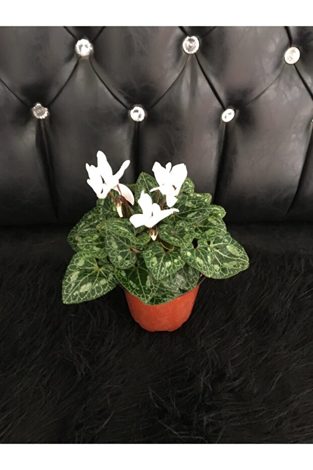 Canlı Sıklemen - 1