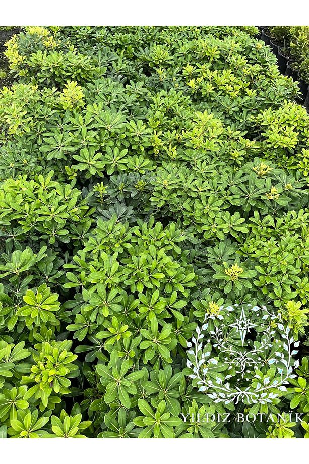Bodur Pitos Yıldız Çalısı Bitkisi Pittosporum Çiçeği Extra Form 30-40 CM - 4