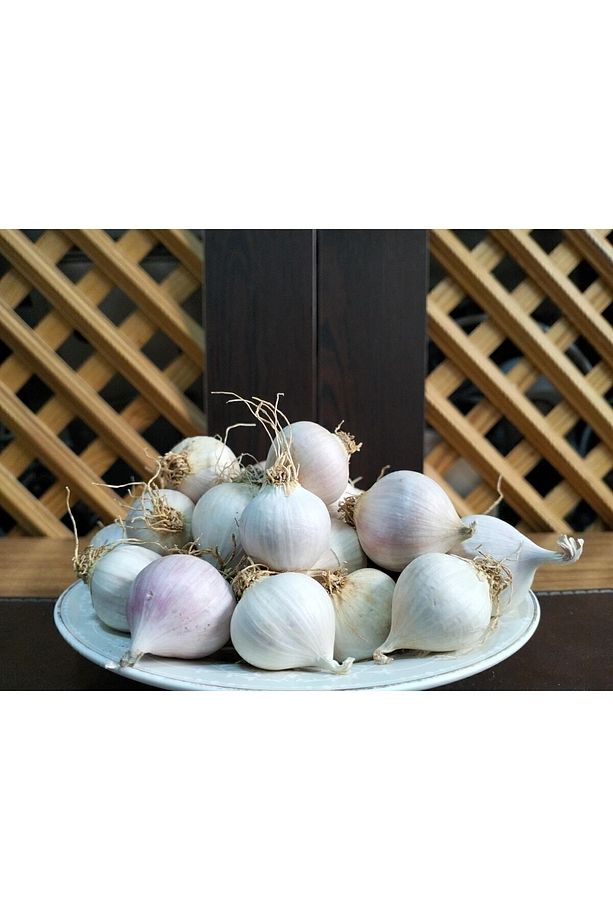 Tek Diş (2KG) Mürdük Sarımsak (DAĞ SARIMSAĞI) - 1