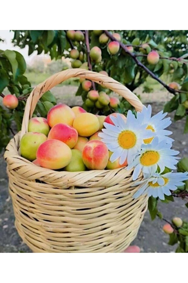 سلة الخوص، سلة البيض سلة الخيزران