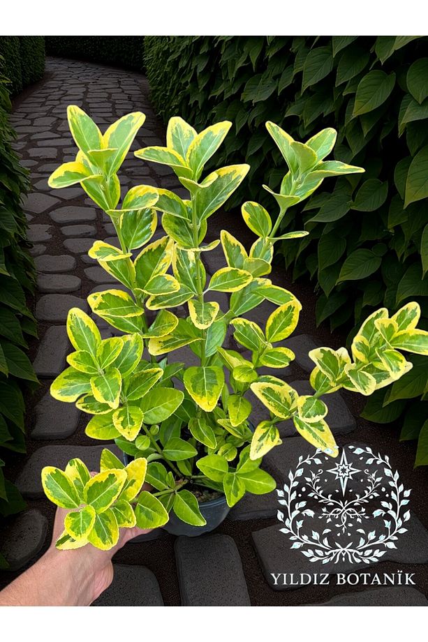 Altuni Gold Taflan Çit Bitkisi Sarı Taflan Fidanı 30-40 Cm 1 Saksıda 3 Kök Üretim - 3