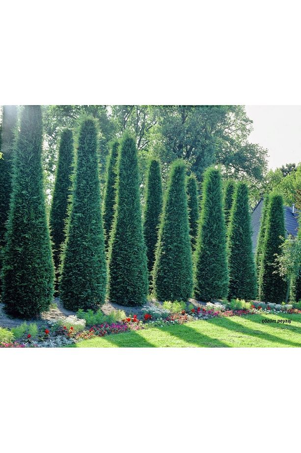 Leylandi Çit Bitkisi Çam Ağacı Fidanı 70-90 CM 1 ADET - 3