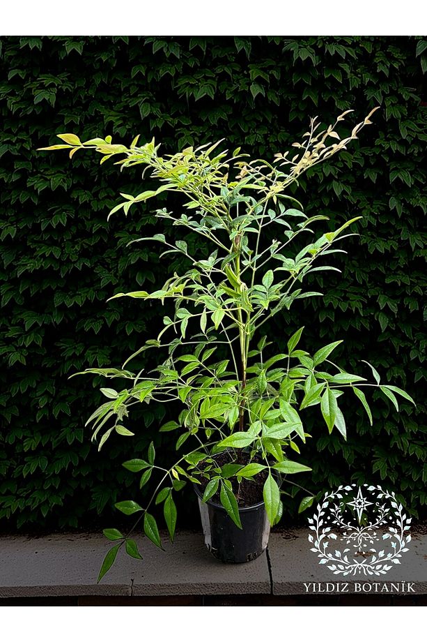 Boncuklu Cennet Bambusu Bitkisi Nandina Domestica Çiçeği 40-60 Cm - 1