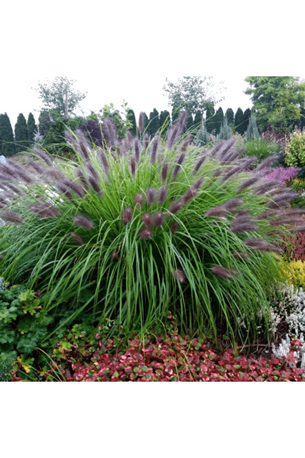 Pennisetum
