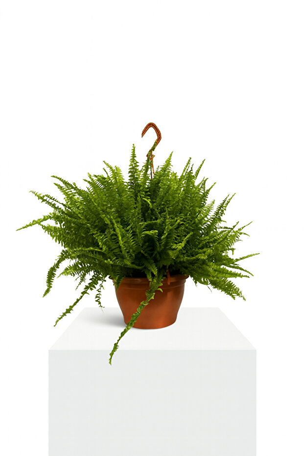 Aşk Merdiveni Bitkisi Nephrolepis exaltata Salon Bitkisi - 1