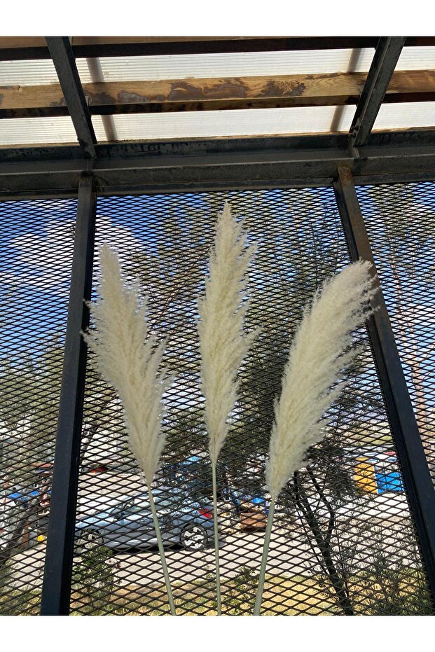 Pampas kuru süs bitkisi - 3