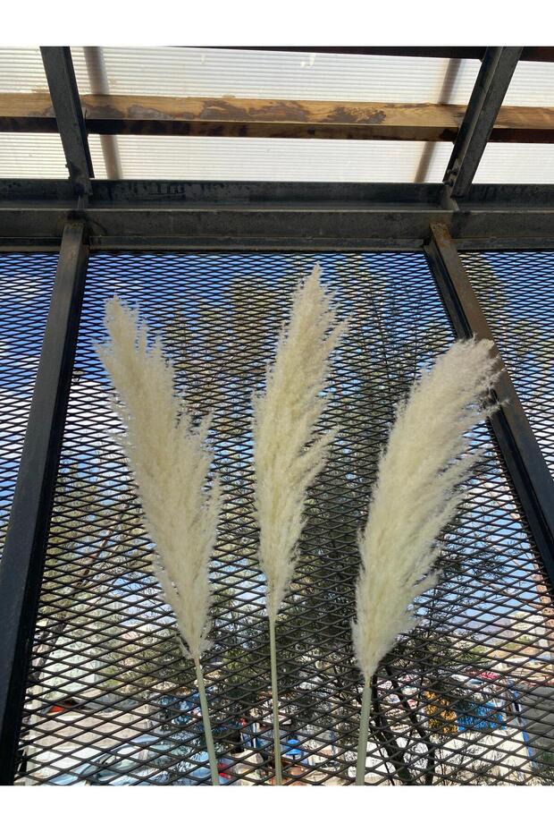 Pampas kuru süs bitkisi - 2