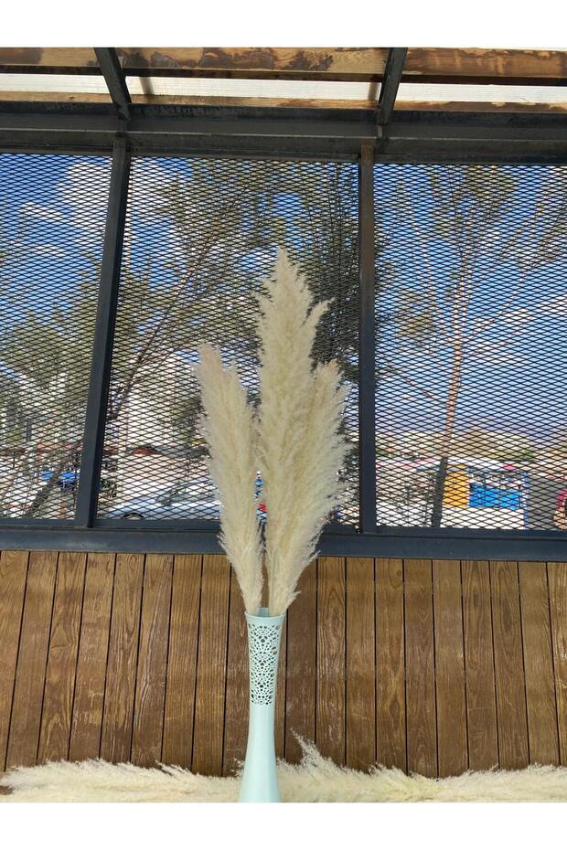 Pampas kuru süs bitkisi - 1