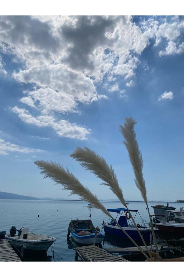 Pampas kuru süs bitkisi - 4