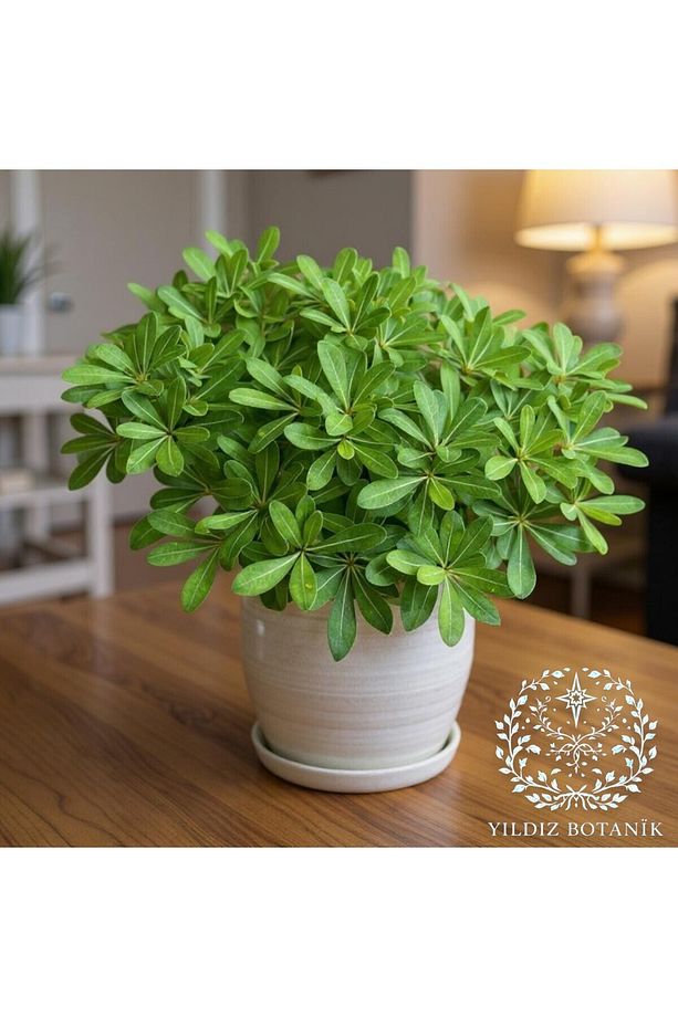 Bodur Pitos Yıldız Çalısı Bitkisi Pittosporum Çiçeği Extra Form 30-40 CM - 5