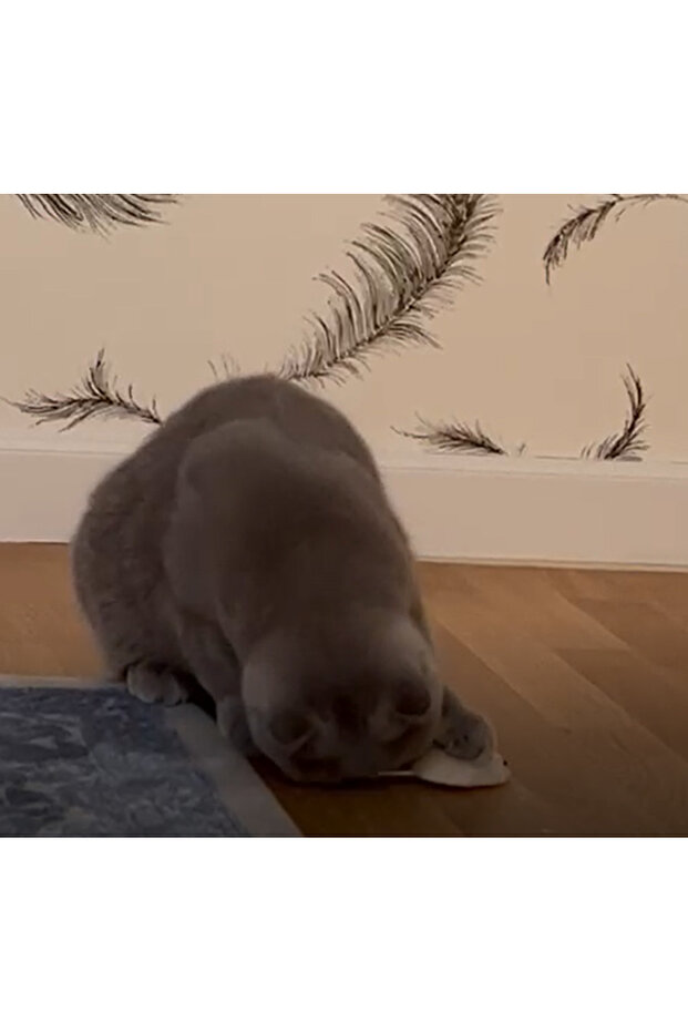 interactive toy, Mouse with remote control, gray, 15 cm - 7