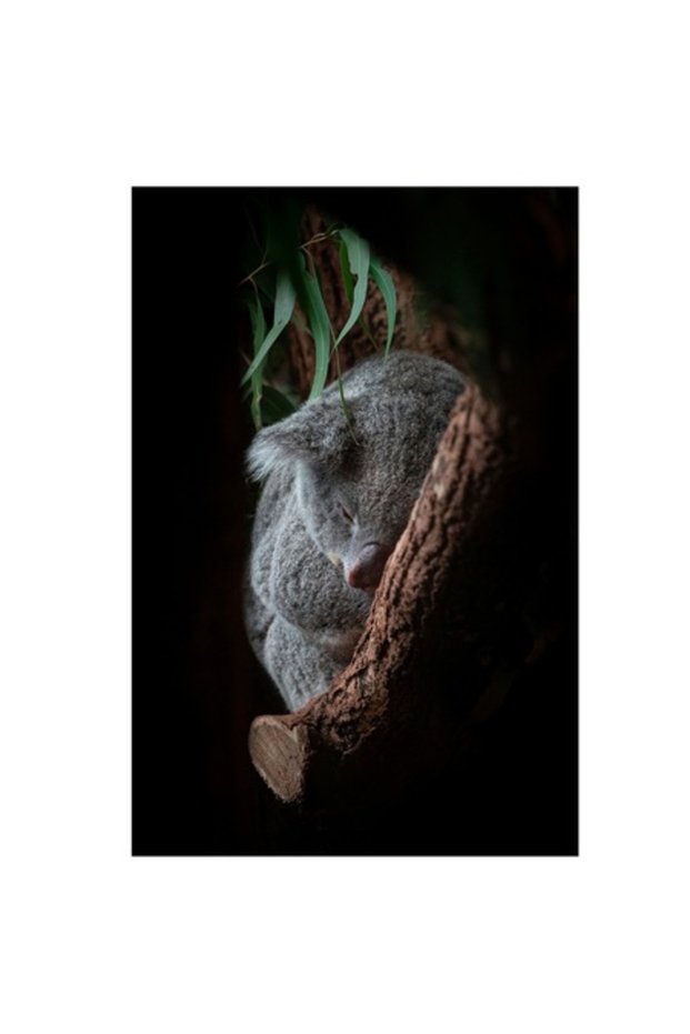 Tablou Canvas, 'Koala adormit în cocon de copac'