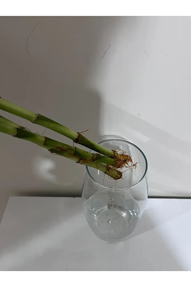 Şans bambusu ( Lucky Bamboo ) (1 ADET) - 2