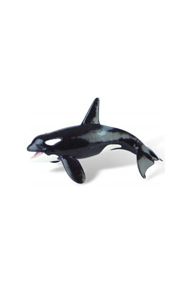 Orca Whale - 1