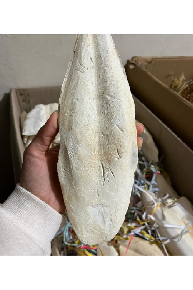 Kalamar Kemiği Dev Boy 25-30 Cm Arası - 1