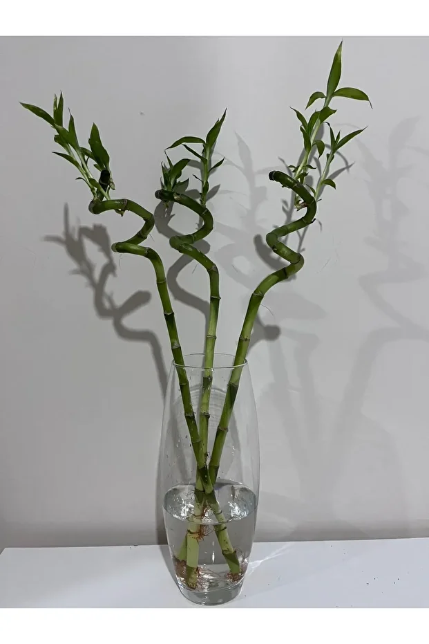 Şans bambusu ( Lucky Bamboo ) (1 ADET) - 1