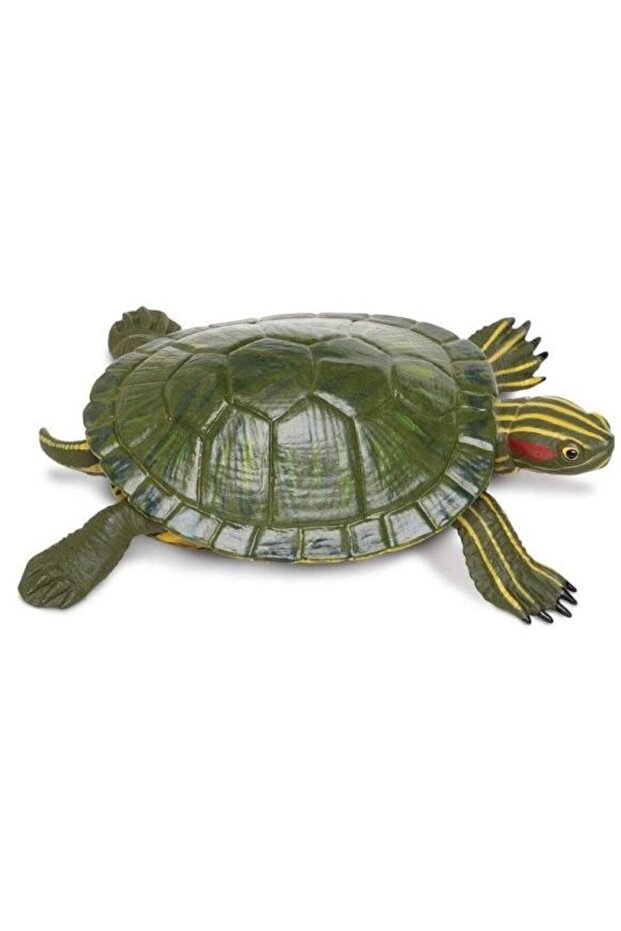 Red-templed water turtle - 1
