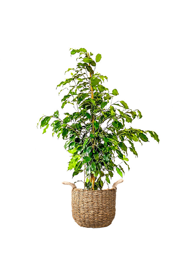 Benjamin (Ficus Benjamina Danielle) Basic Hasır Saksılı - 1