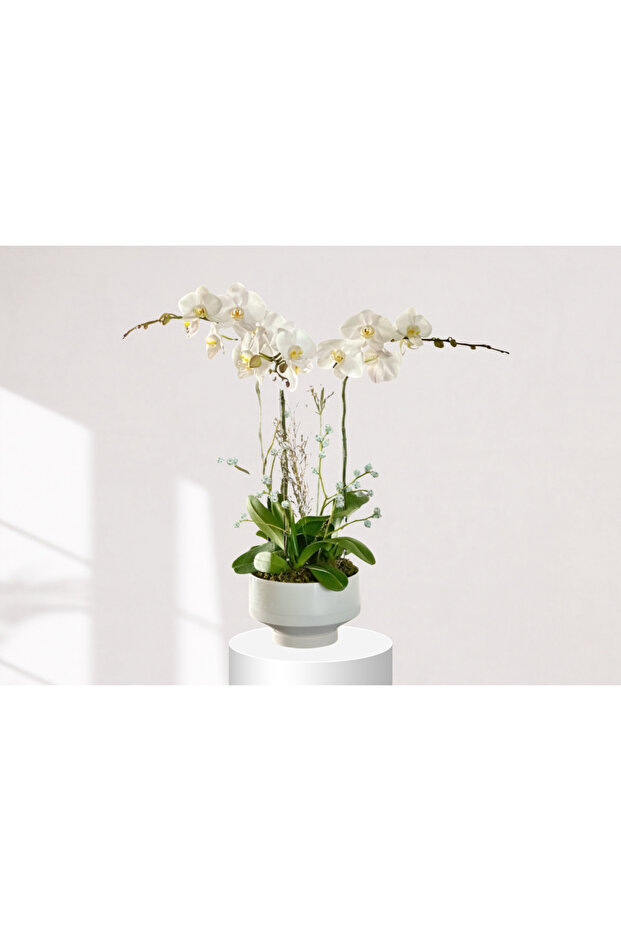 Lxoras Double Stem Fresh Orchid