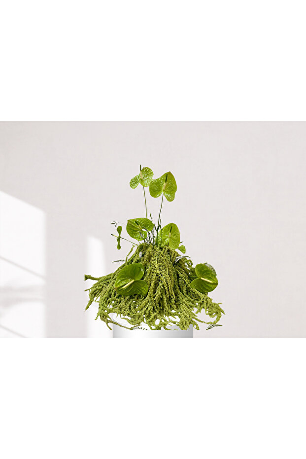 Green Ornamental