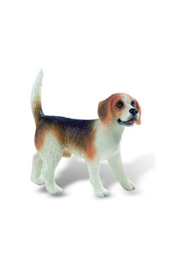 Caine rasa "BEAGLE" - 1