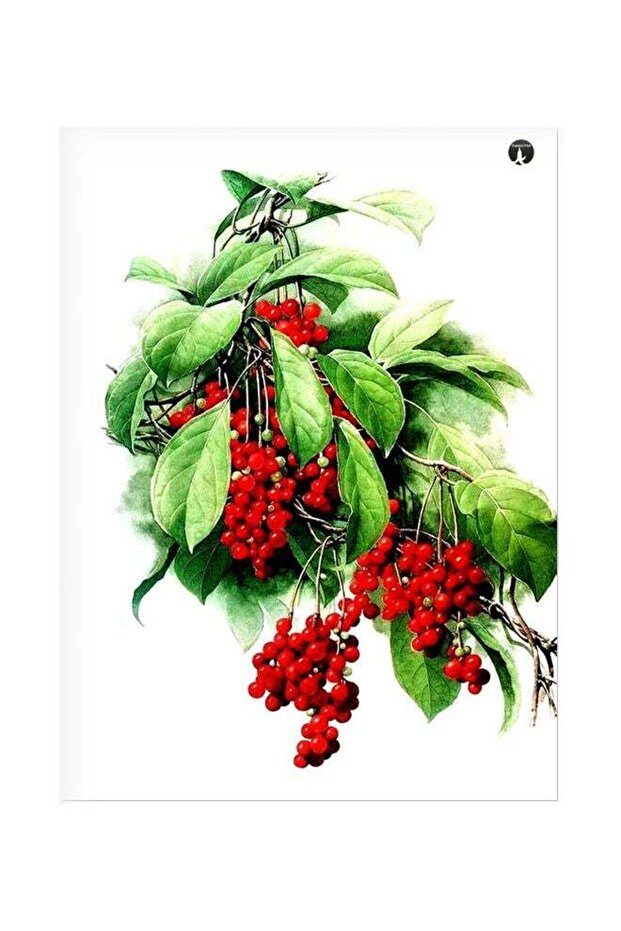 Fruit Themed Metallic Plate Green/White/Red 20x15cm