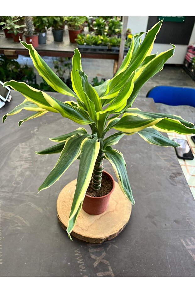 Dracaena Fragrans Gold Tek Gövdeli 40-50cm - 3