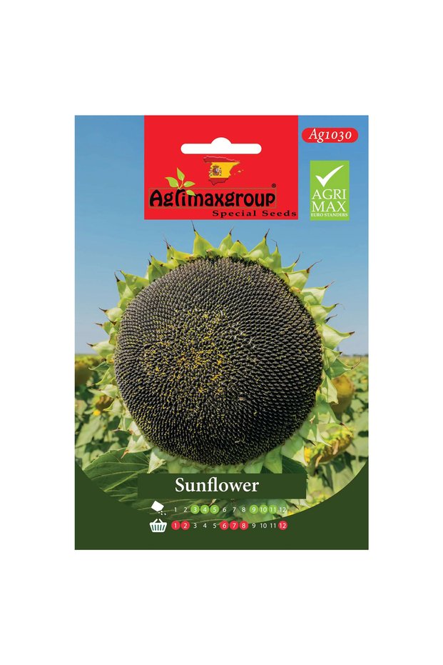 Sunflower Premium Quality Seeds (Made in Spain)