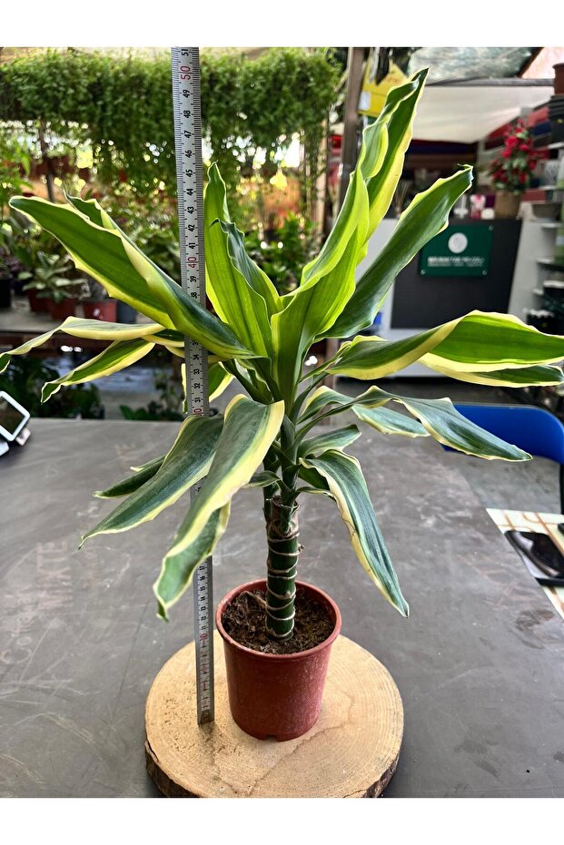 Dracaena Fragrans Gold Tek Gövdeli 40-50cm - 2