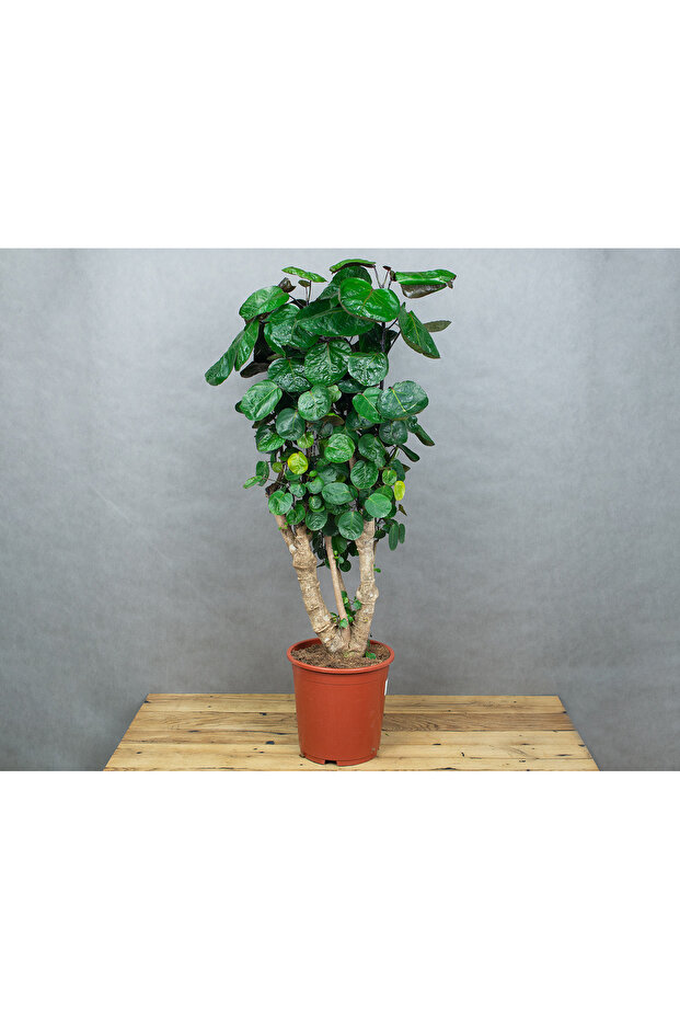 Polyscias Fabian 40-60 cm - 2