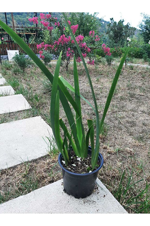 Mor Süsen Çiçeği Fidanı Saksıda - 2