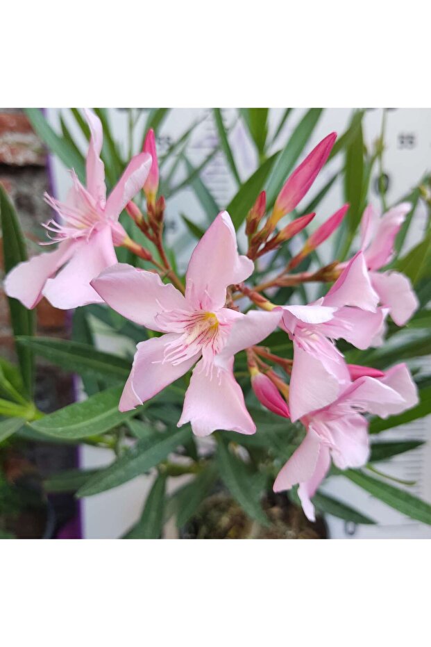 Zakkum Çiçeği (Nerium oleander) - Renkli ve Dayanıklı Çiçekli Bitki - 2
