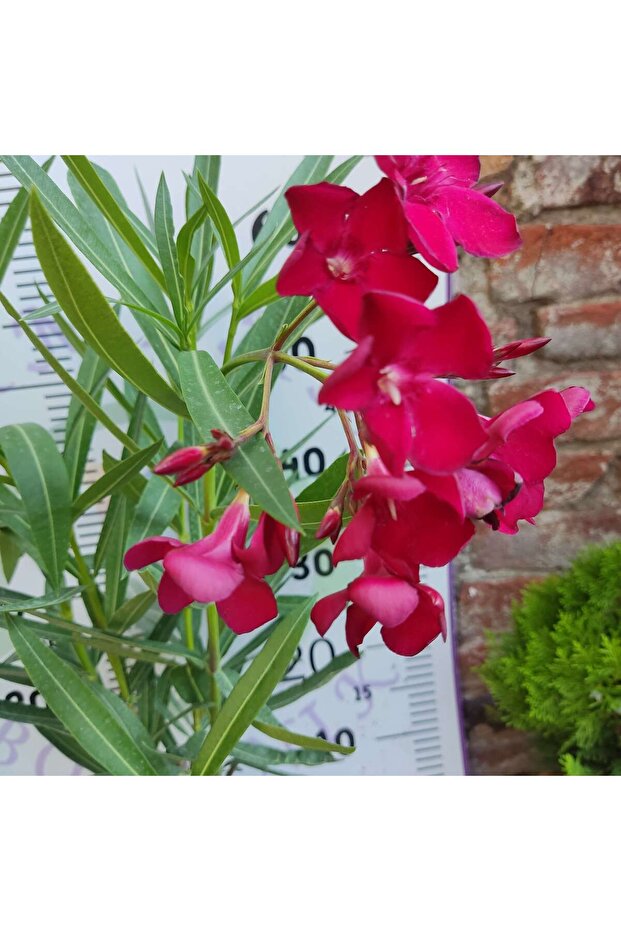 Zakkum Çiçeği (Nerium oleander) - Renkli ve Dayanıklı Çiçekli Bitki - 6