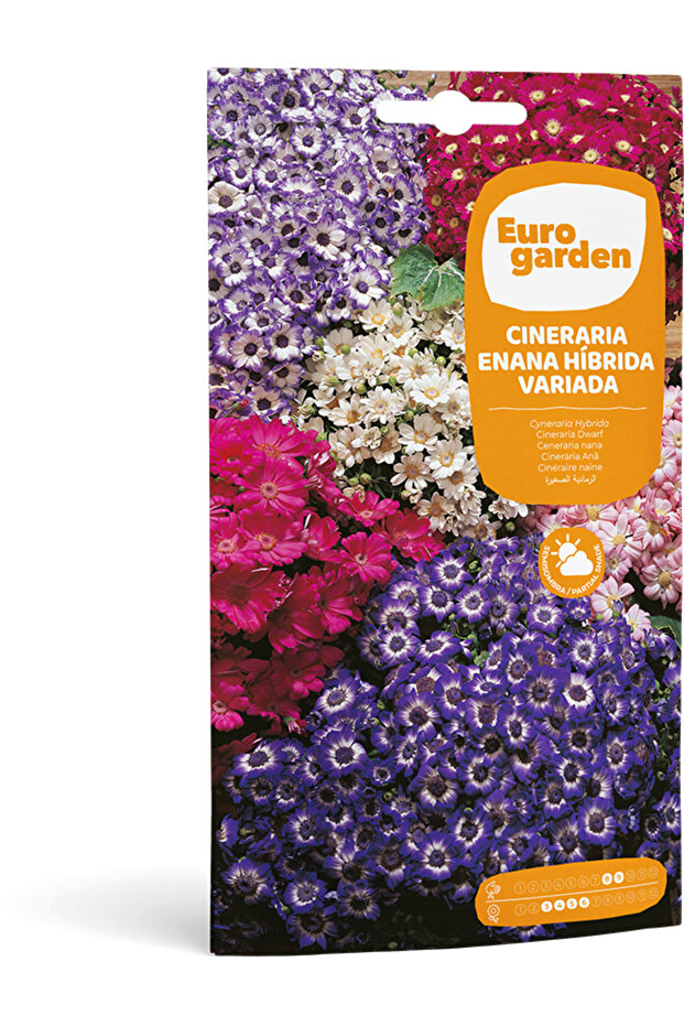Cineraria (Cineraria Enana Híbrida Variada) Premium Quality Seeds Made in Spain