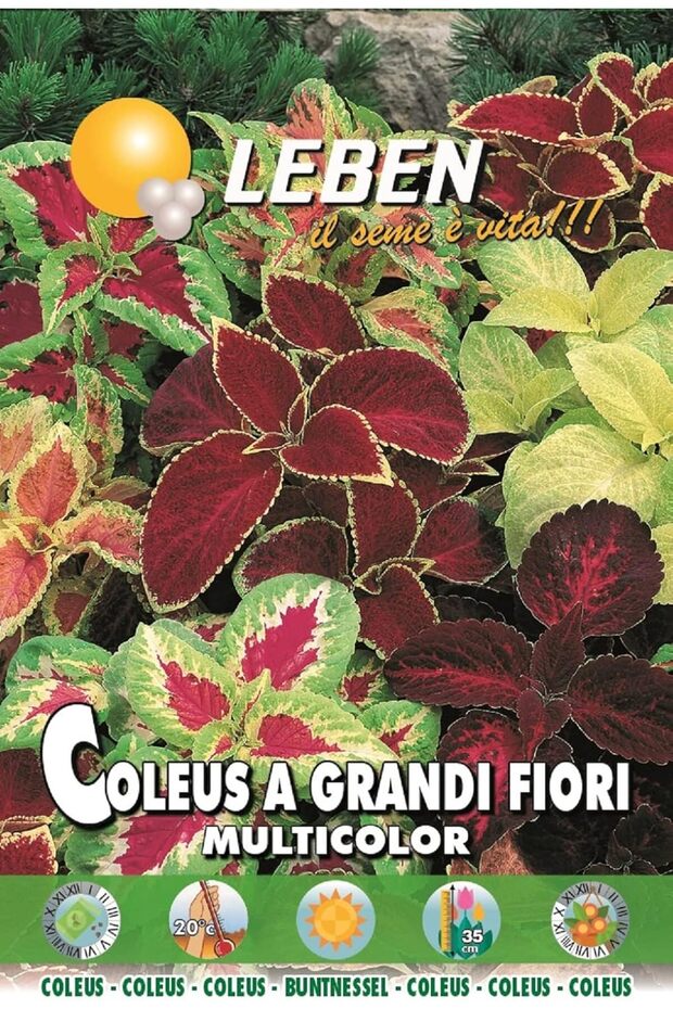 Coleus (Coleus A Grandi Fiori Multicolor) Premium Quality Seeds Made in Italy