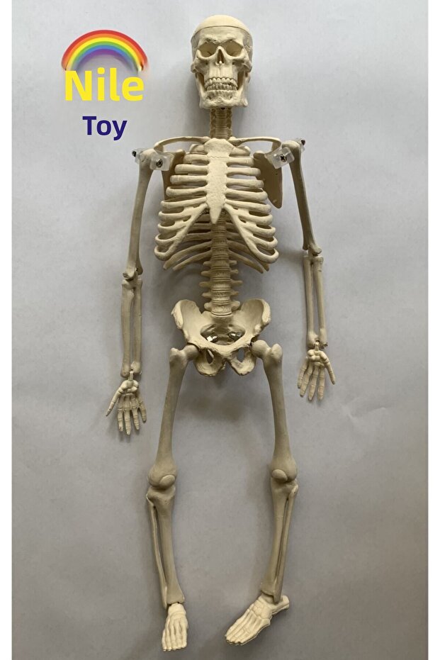 نموذج هيكل عظمي بشري مقاس 46 سم - 5