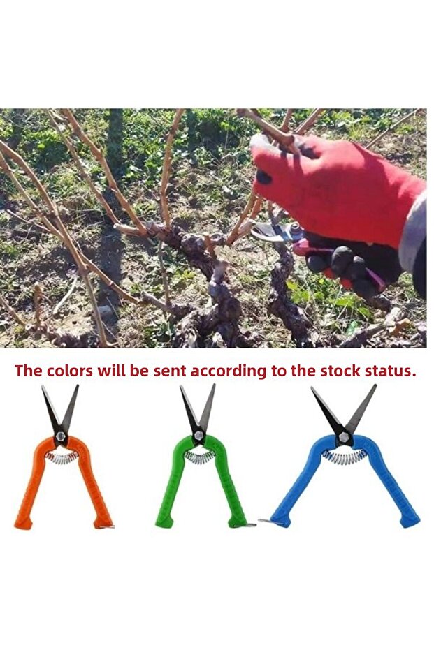 Vineyard Scissors Grape Scissors - Pointed Scissors 1 piece - 5