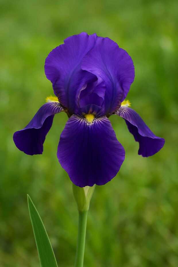 Mor Süsen Çiçeği Fidanı Saksıda - 1