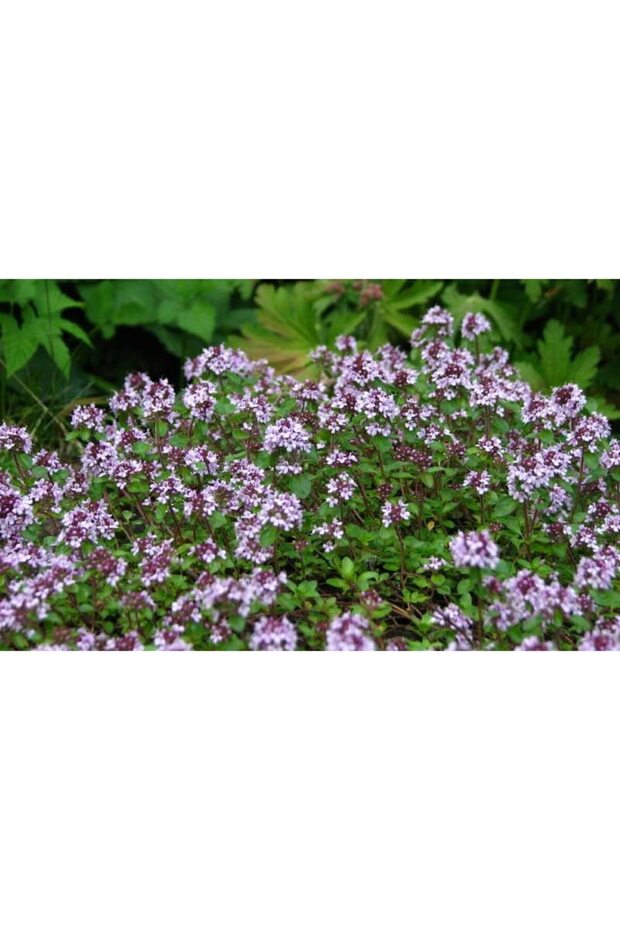Thyme tea 50g - 5