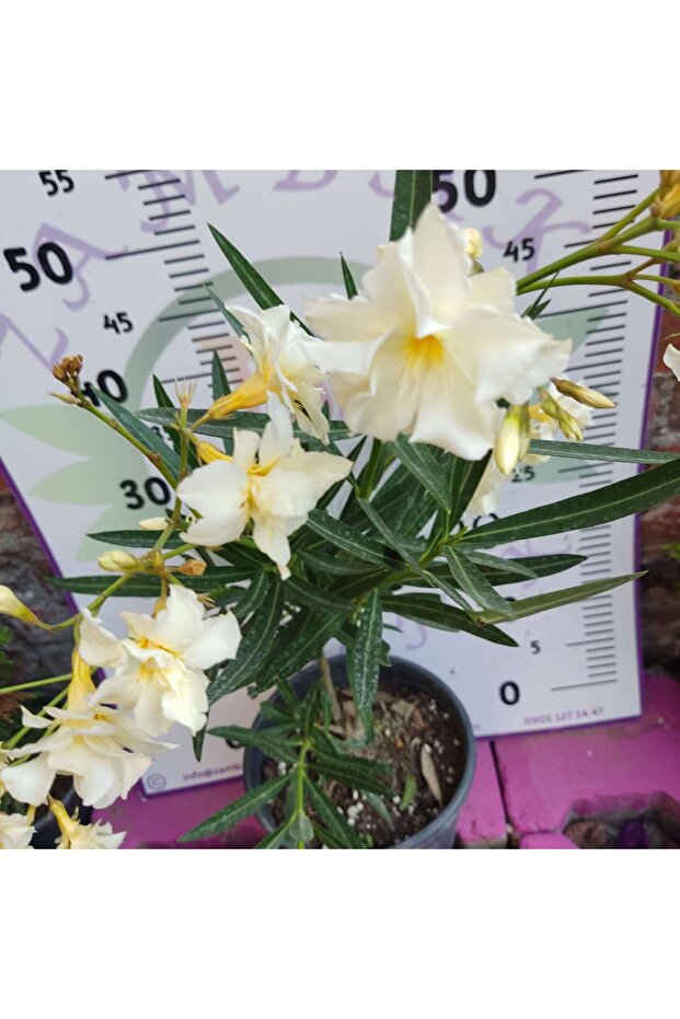 Zakkum Çiçeği (Nerium oleander) - Renkli ve Dayanıklı Çiçekli Bitki - 5
