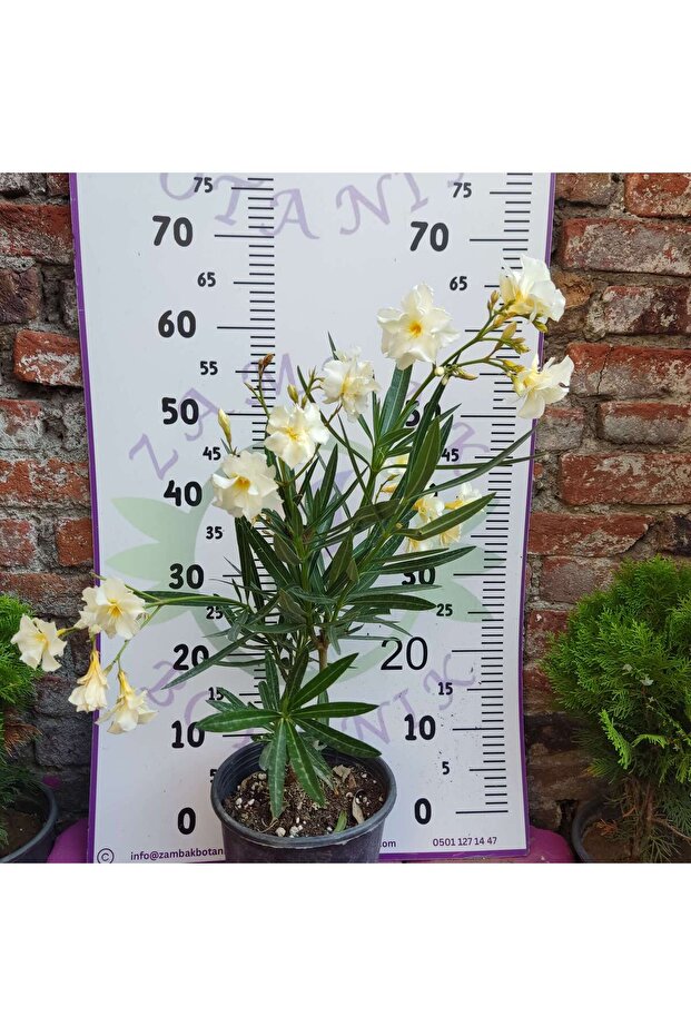 Zakkum Çiçeği (Nerium oleander) - Renkli ve Dayanıklı Çiçekli Bitki - 4