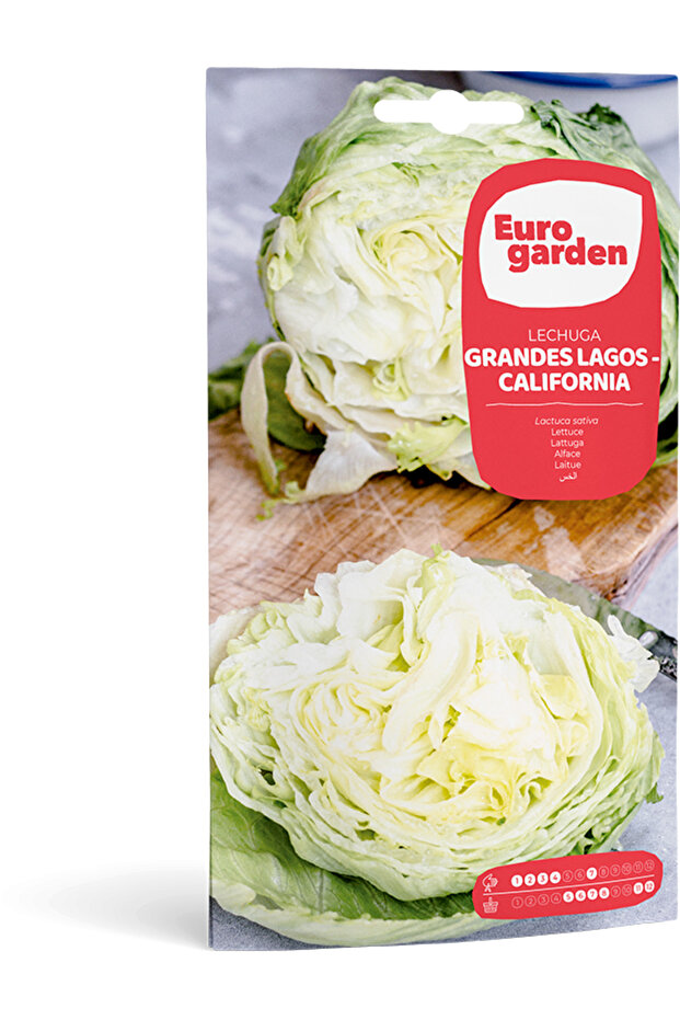 Lettuce (Lechuga Grandes Lagos – California) Premium Quality Seeds Made in Spain
