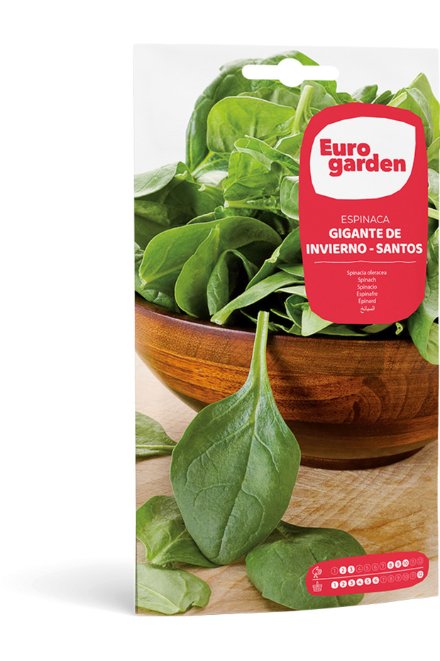 Spinach (Espinaca Gigante de Invierno – Santos) Premium Quality Seeds Made in Spain